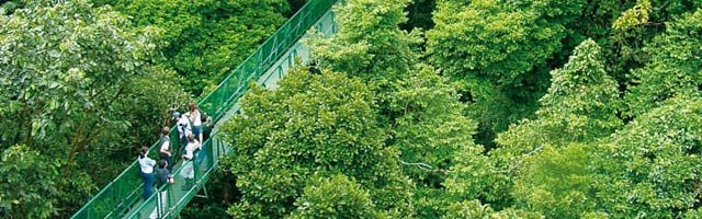 Tree Top Walkways (Suspension Bridges) Tree Top Walkways (Suspension Bridges)